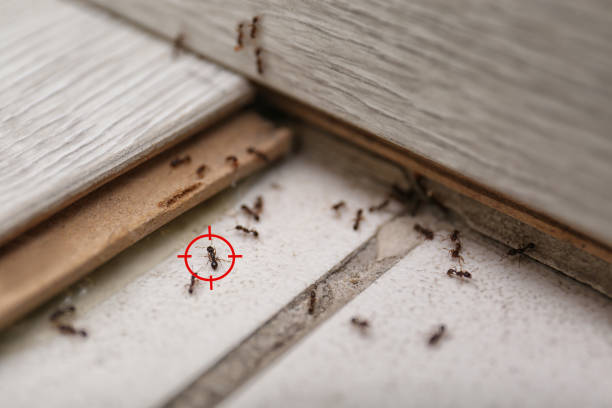 Best Affordable Pest Control Services  in Butler, IN